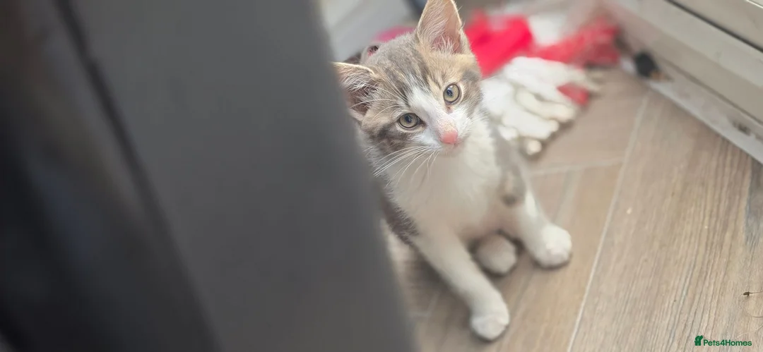 Mixed Breed cats for sale: 3 beautiful kittens - Advert 2