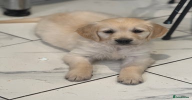 Golden Retriever dogs - Advert 2