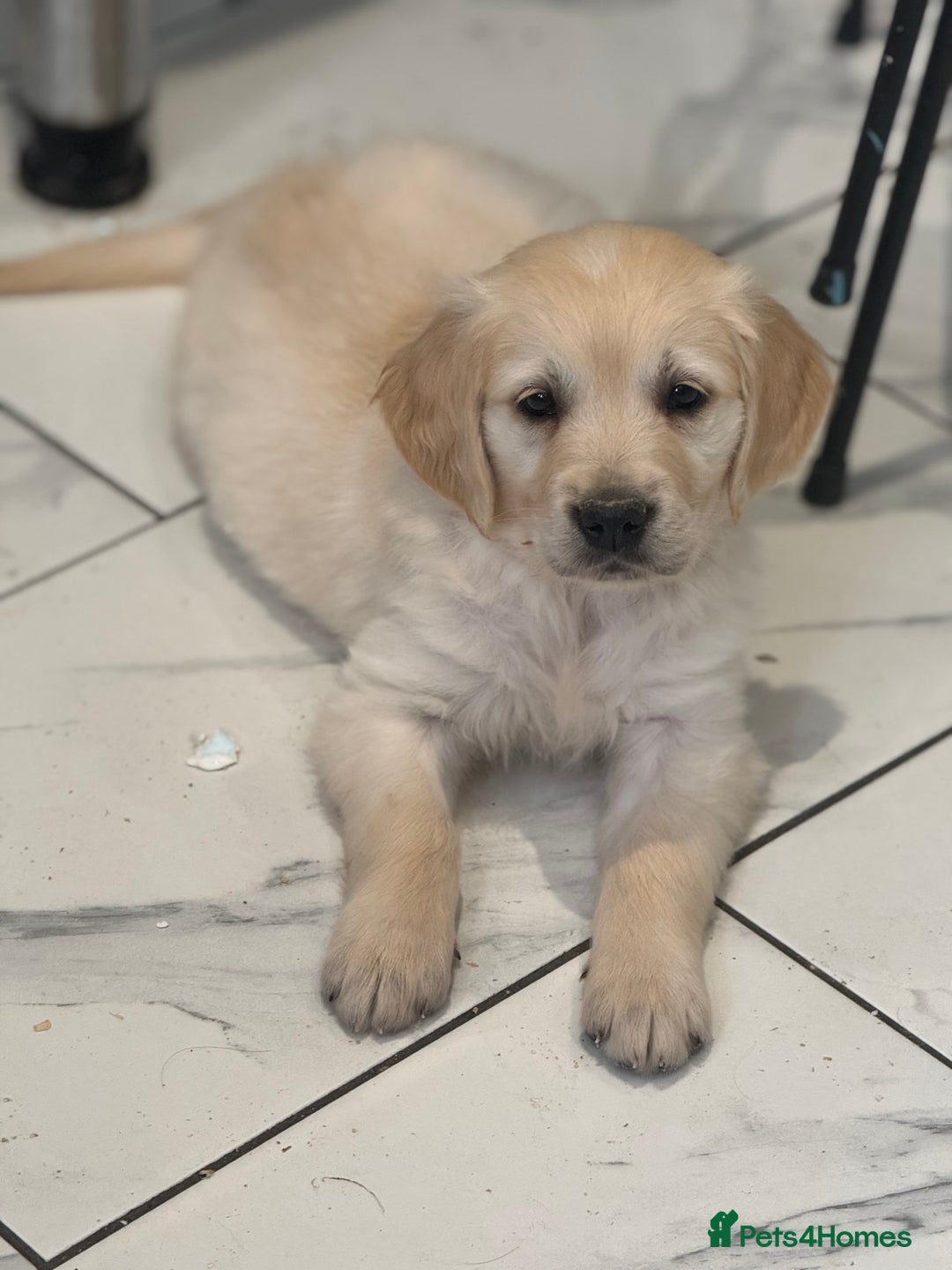 Golden Retriever dogs for sale: 9 gorgeous golden retriever pups  - Image 6