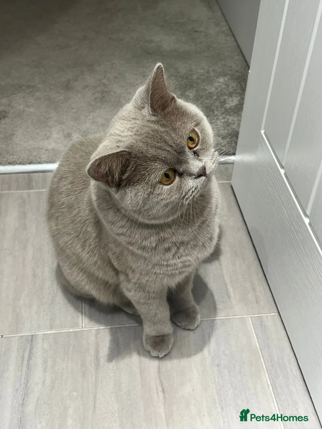 British Shorthair cats for sale: Grey king bsh  in Leicester - Advert 7