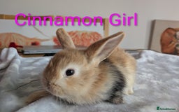 Mini Lop rabbits for sale: Mini lop baby rabbits  - Image 1