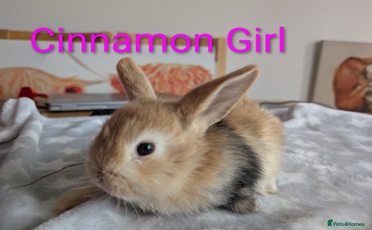 Mini Lop rabbits - Advert 6