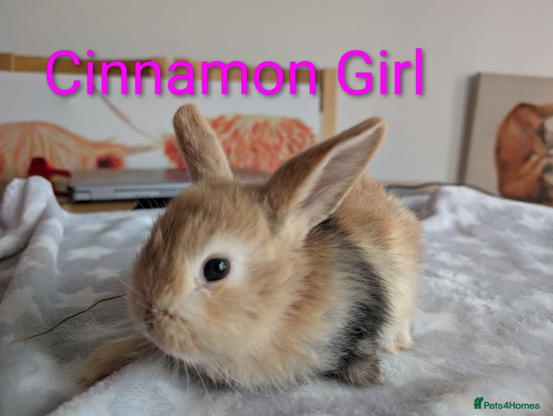 Mini Lop rabbits for sale: Mini lop baby rabbits  - Image 1