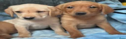 Labrador Retriever dogs for sale: Red labrador - Advert 9