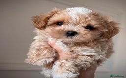 Maltipoo dogs for sale: Adorable Maltipoo Puppies for Sale! 🐾❤️ - Image 2