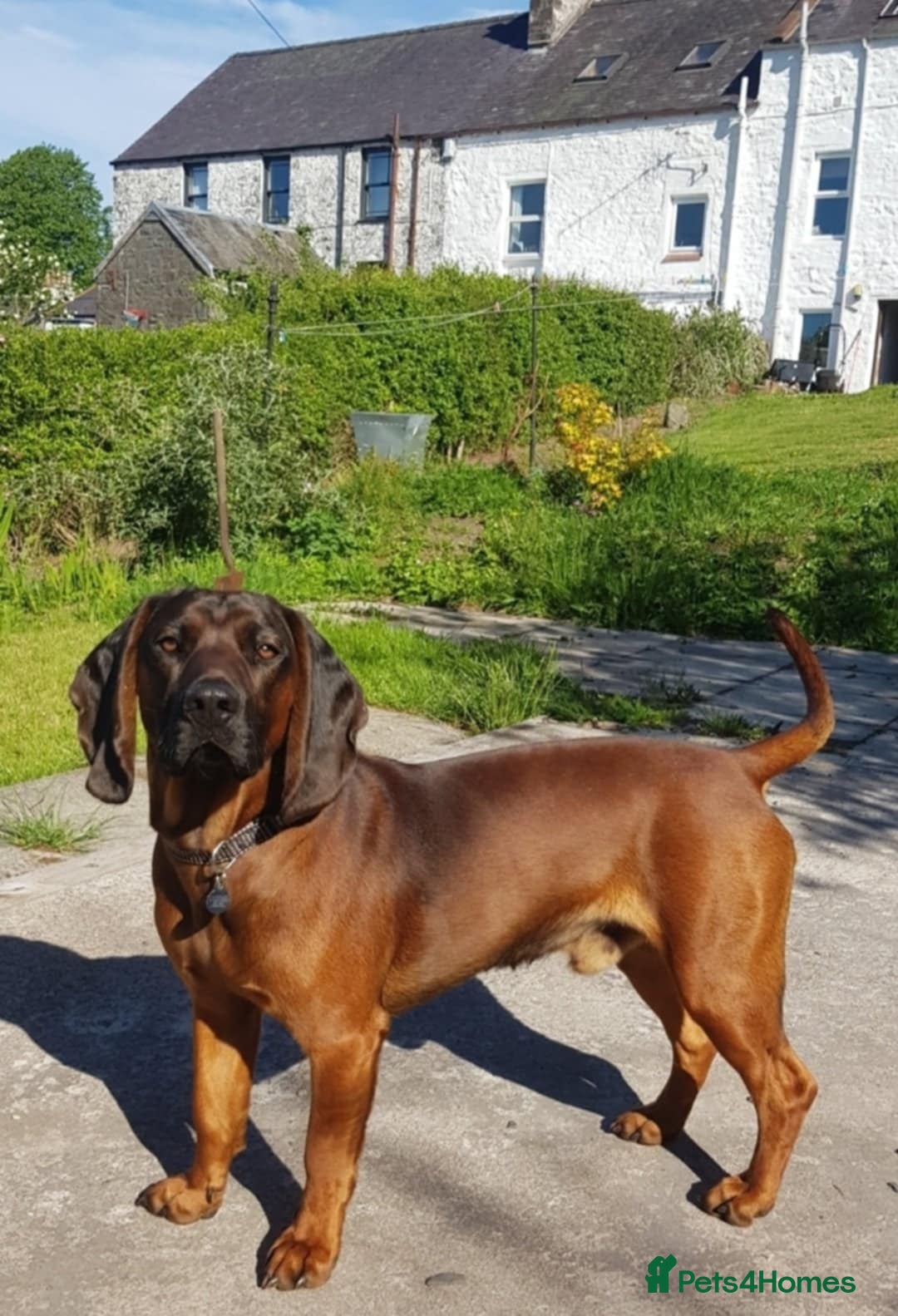 Bavarian Mountain Hound dogs for sale: Bavarian Mountain Hound KC registered  - Advert 9