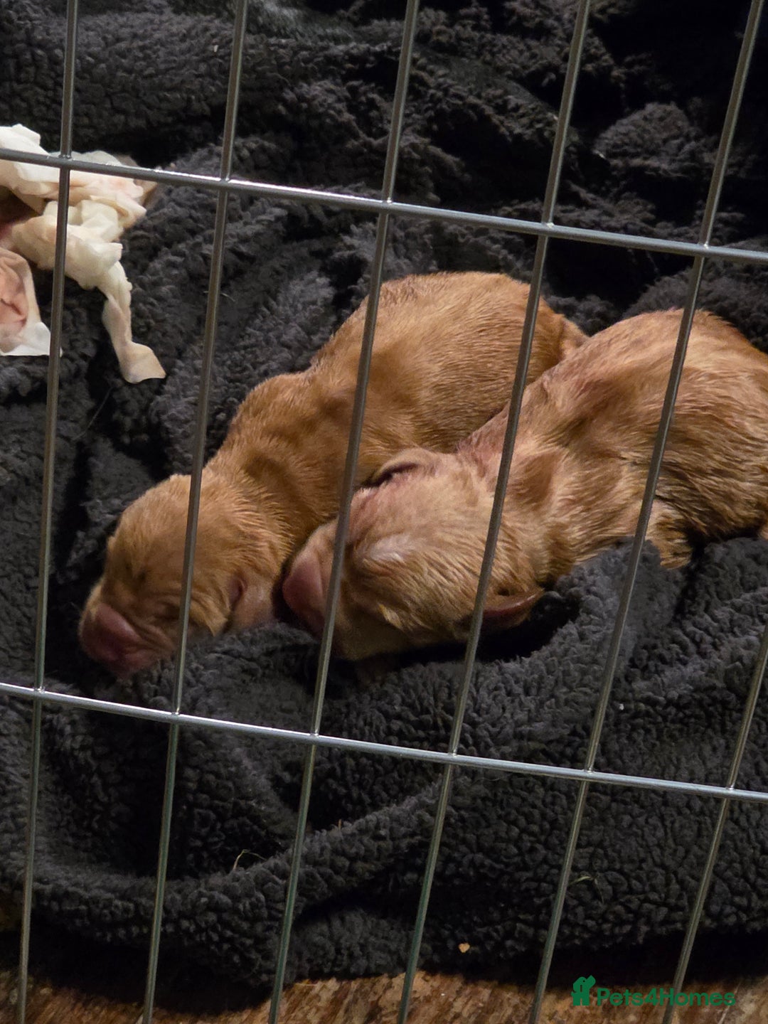 Mixed Breed dogs for sale: SHAR PEI CROSS LABDOODLE CROSS SPROCKER PUPS - Image 6