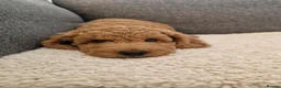 Cockapoo dogs for sale: Cockapoo Puppies Looking for Their Forever Homes - Advert 4