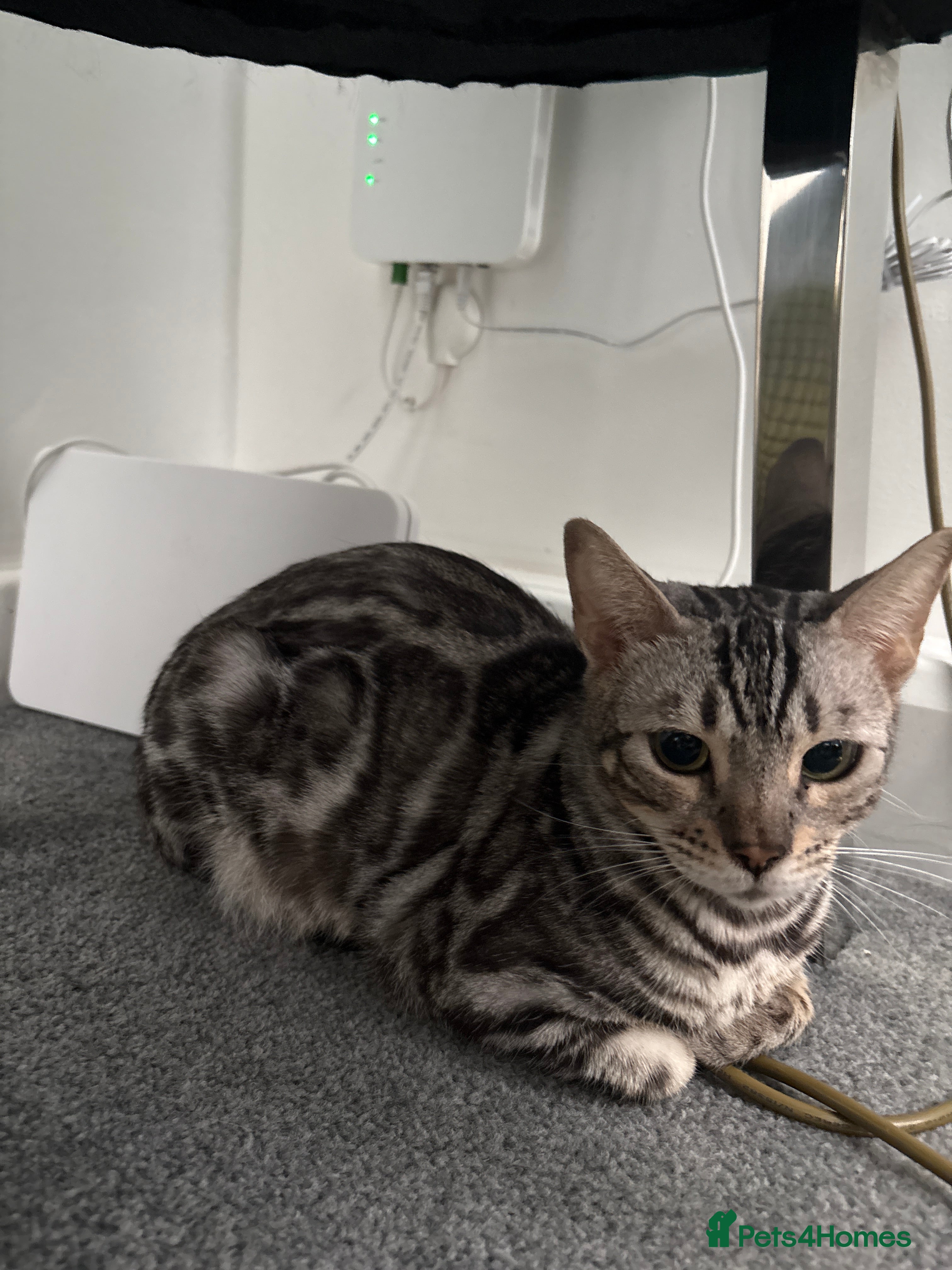 Bengal cats 2 TICA registered active BOYS - Advert 2