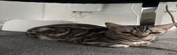 Bengal cats for sale: 2 TICA registered active BOYS - Advert 2