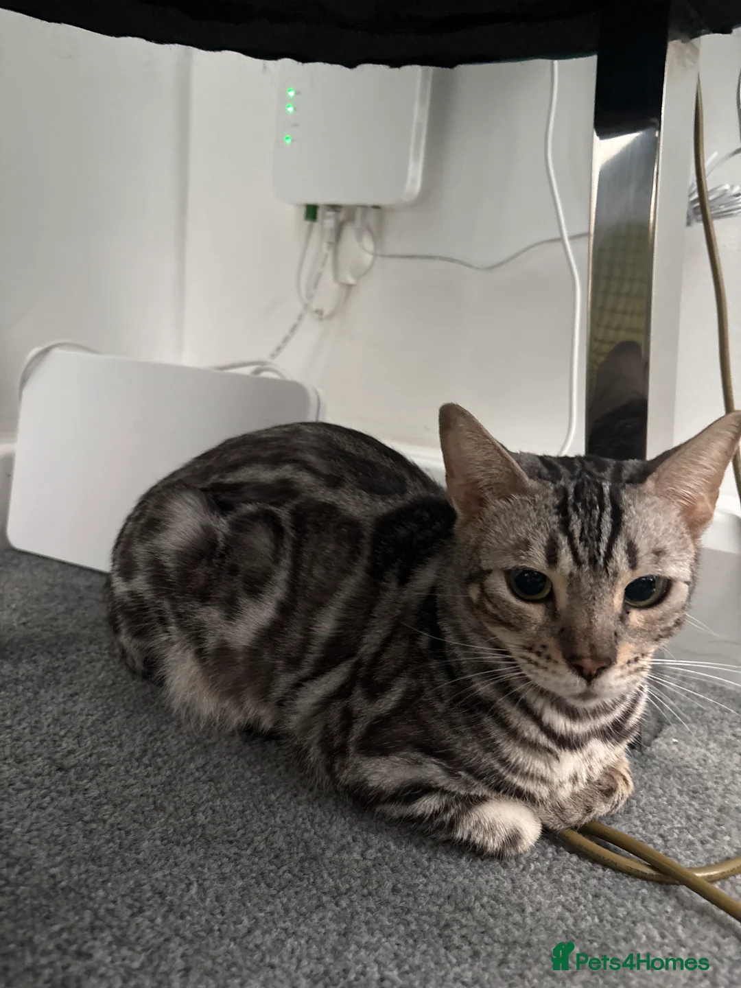 Bengal cats for sale: 2 TICA registered active BOYS - Advert 2