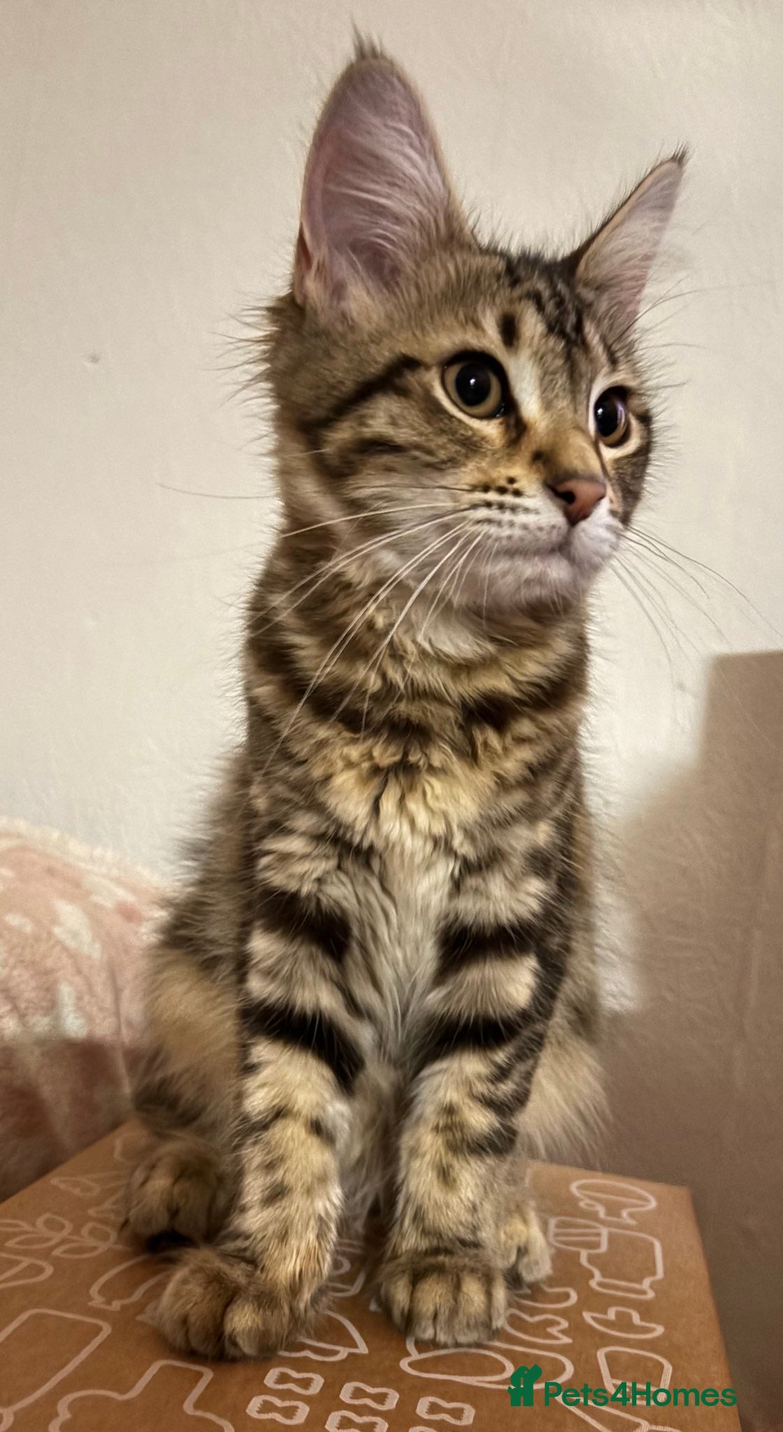 Mixed Breed cats Domestic medium haired cat - Advert 1