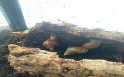 Snails invertebrates for sale: Beautiful Variety of African Land Snails  - Image 12