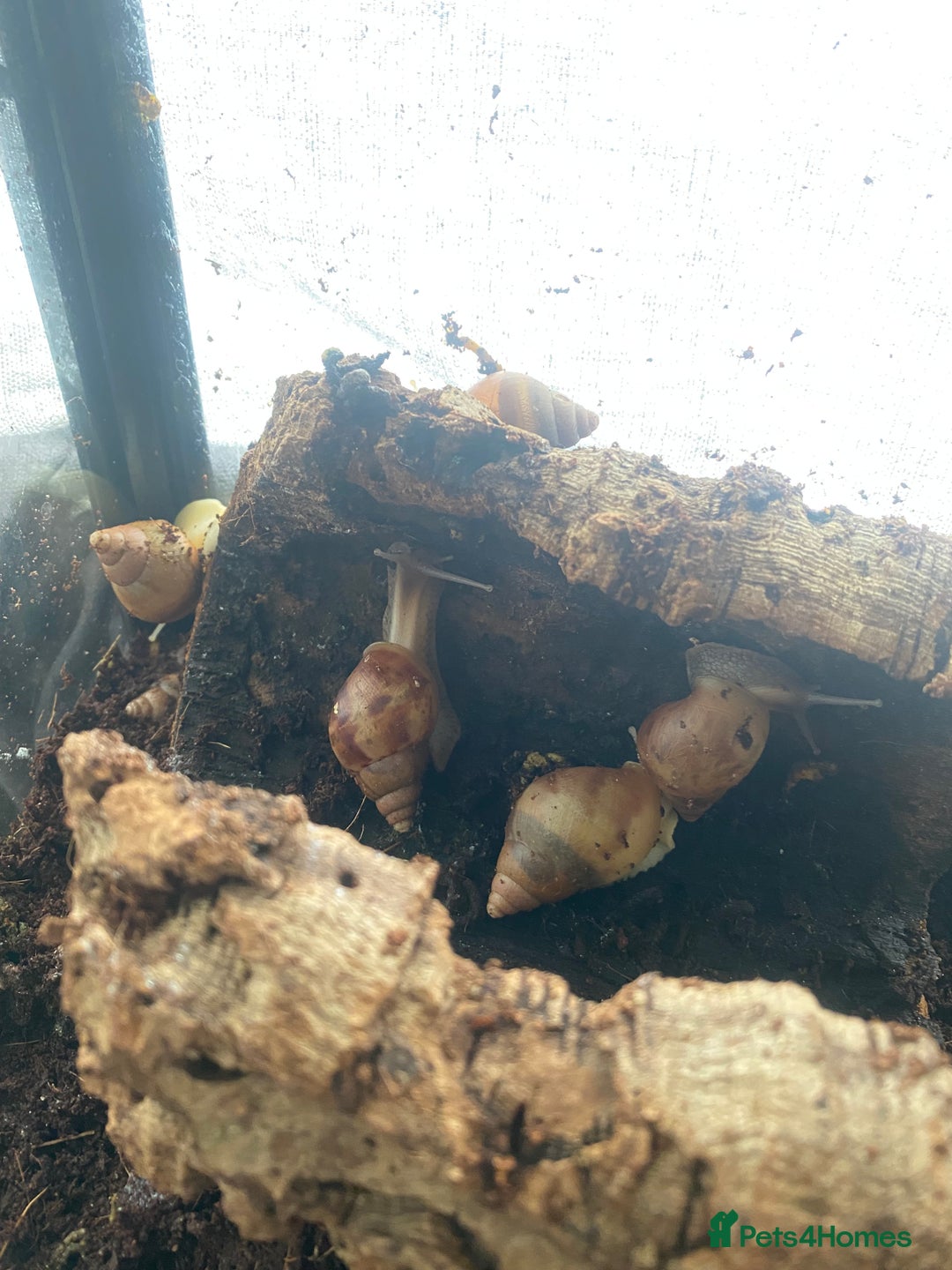 Snails invertebrates for sale: Beautiful Variety of African Land Snails  - Image 12
