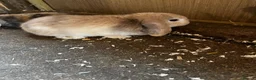 Mini Lop rabbits for sale: Mini lop girls  - Advert 3