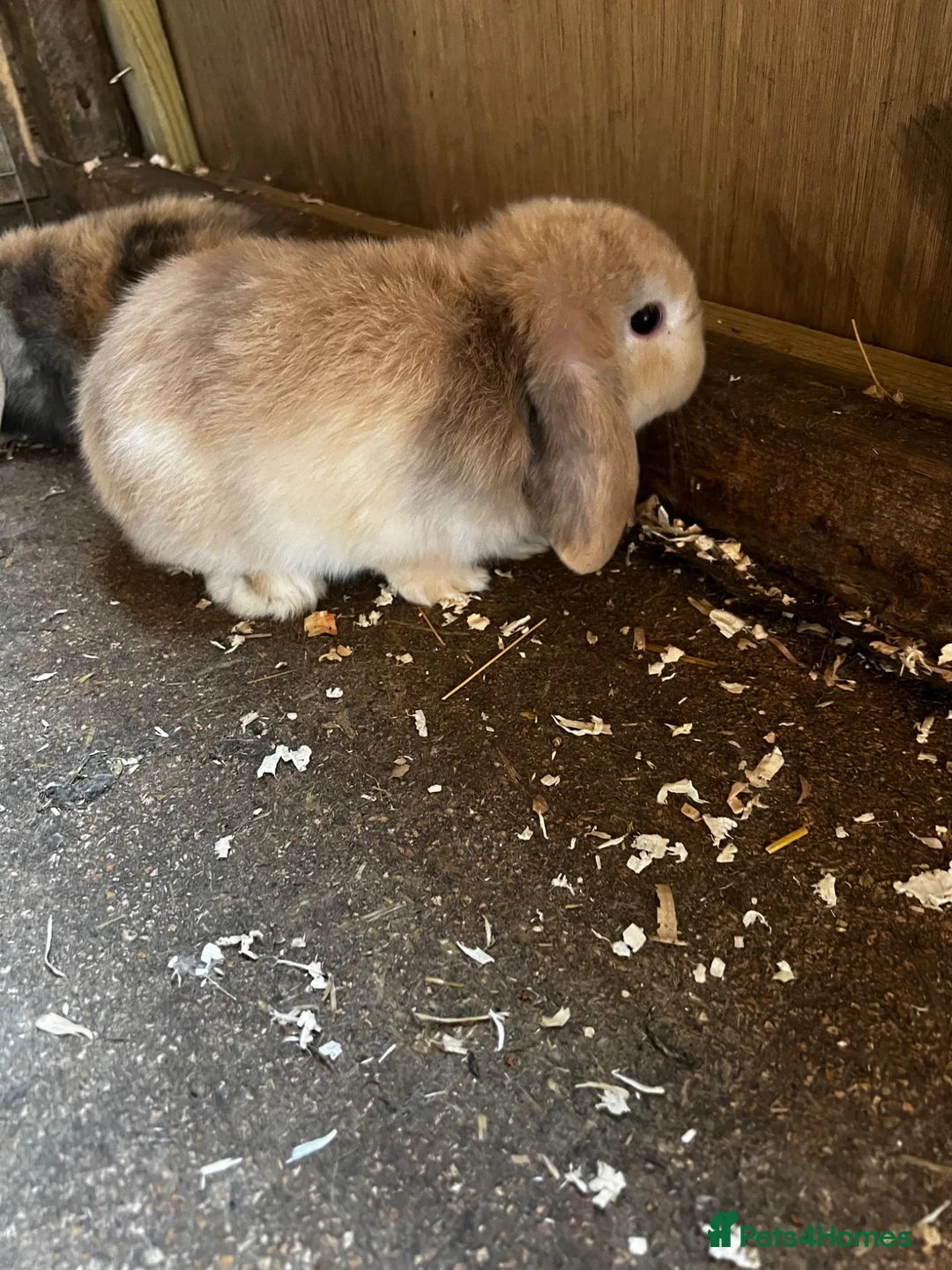 Mini Lop rabbits for sale: Mini lop girls  - Advert 3