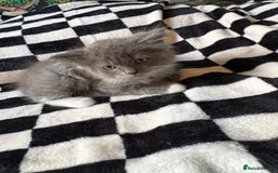 Persian cats for sale: Persian x ragdoll kittens all boys  - Image 4