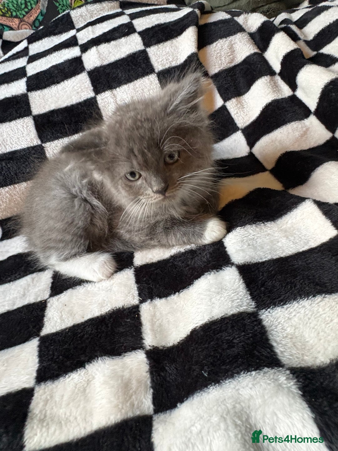 Persian cats for sale: Persian x ragdoll kittens all boys  - Image 4