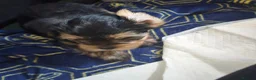 Mixed Breed dogs for sale: 4 gorgeous yorkshire terrier x mini yorkie pups - Advert 4