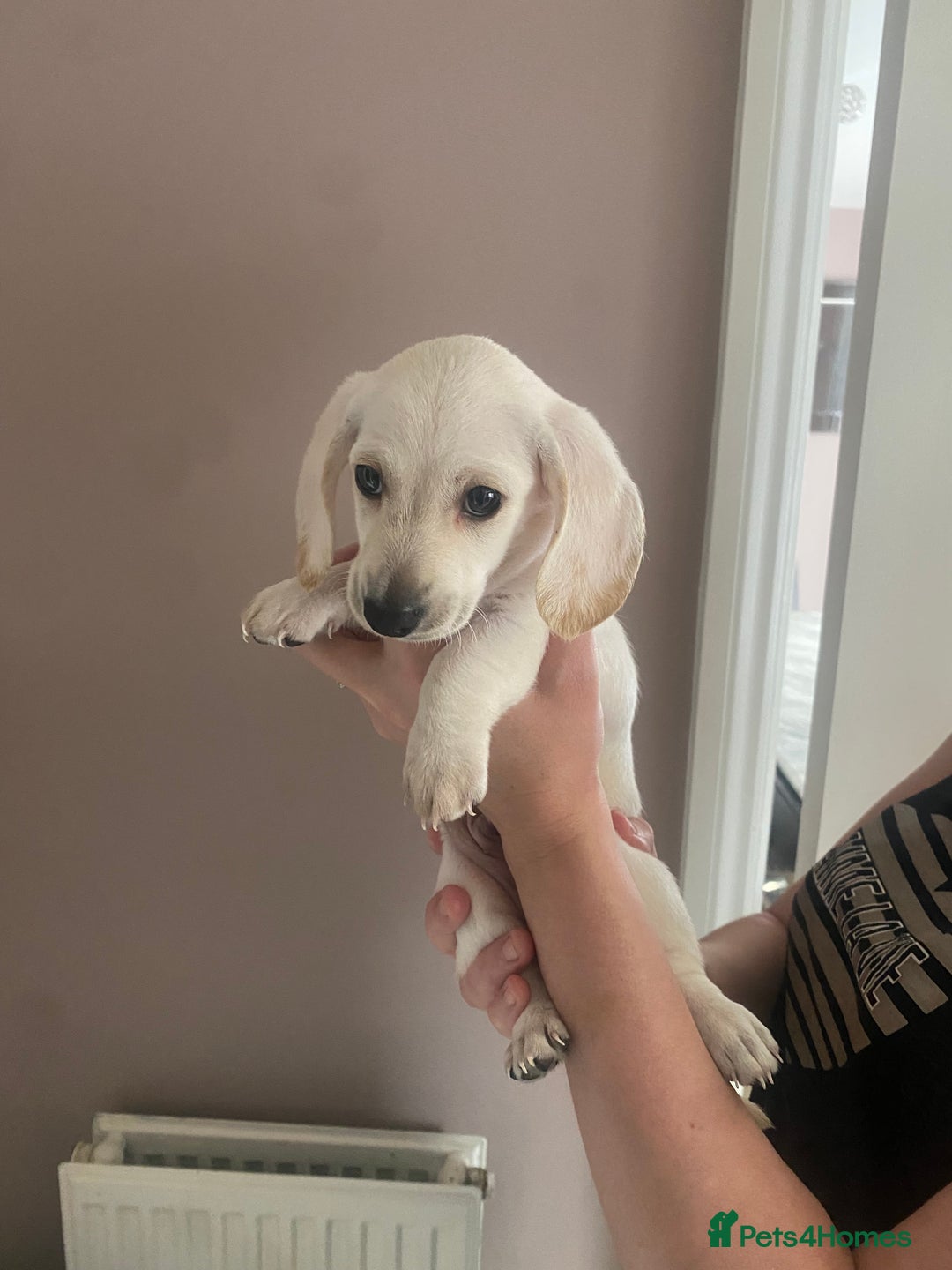 Dachshund dogs for sale: Stunning male Dachshund puppies  - Image 8