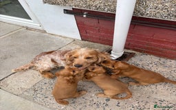 Cocker Spaniel dogs for sale: Beautiful show type cocker spaniel puppies - Image 21