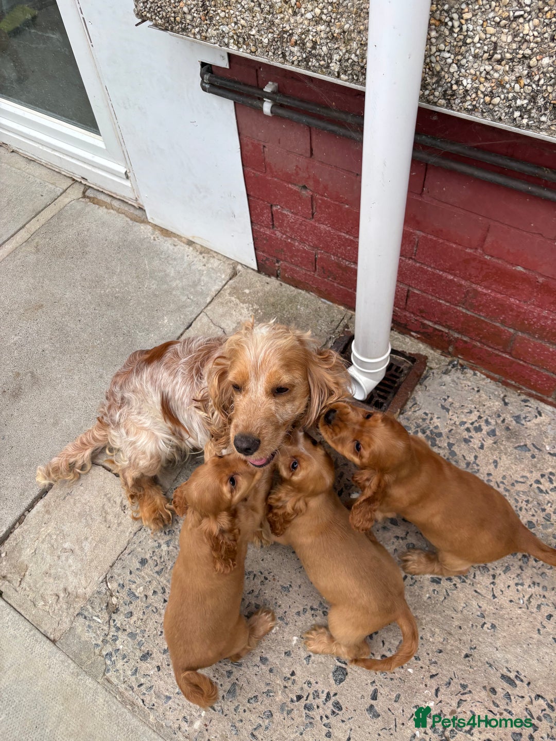 Cocker Spaniel dogs for sale: Beautiful show type cocker spaniel puppies - Image 21