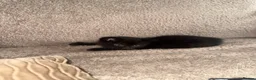 Mixed Breed cats for sale: One boy one girl in Blyth - Advert 3