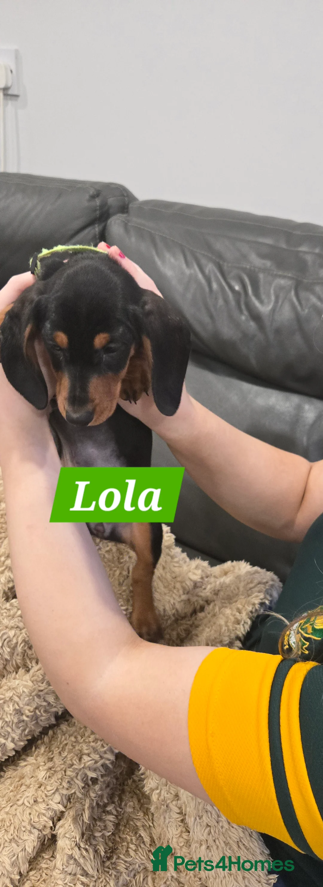 Dachshund dogs for sale: Beautiful Daxis - Advert 25