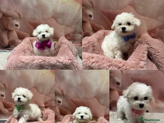 Bichon Frise dogs Pure Pedigree Champion Bloodline Bichon Frise - Advert 2