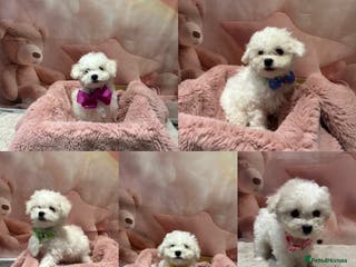 Bichon Frise dogs Pure Pedigree Champion Bloodline Bichon Frise - Advert 10