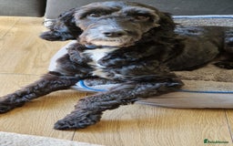 Cockapoo dogs for stud: PROVEN F1 Cockapoo STUD in Canterbury - Image 1