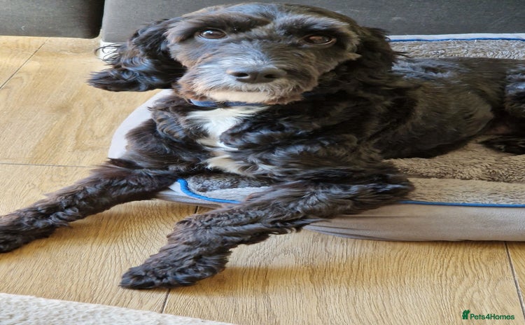 Cockapoo dogs in Canterbury - Advert 14