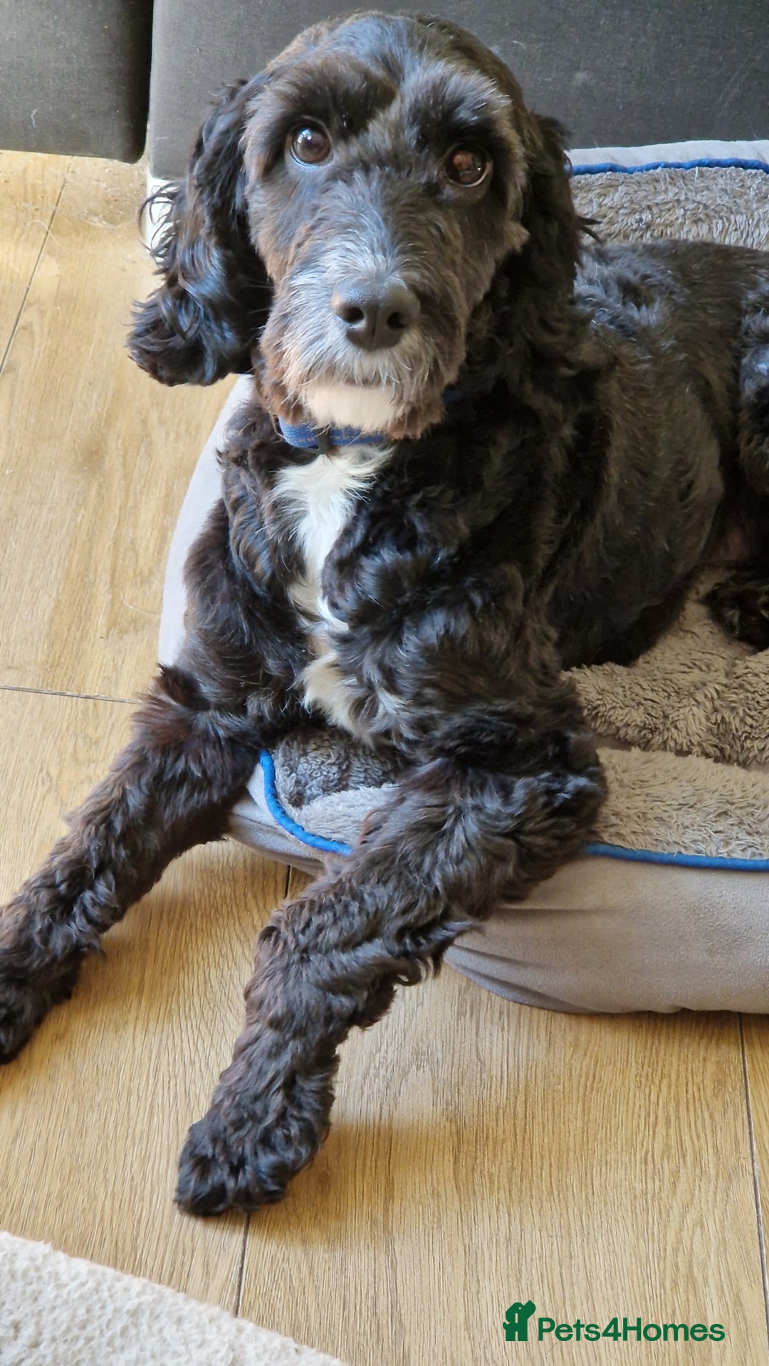 Cockapoo dogs for stud: PROVEN F1 Cockapoo STUD in Canterbury - Image 1