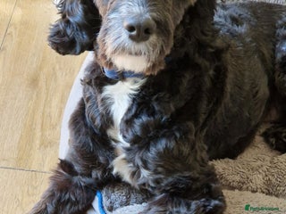Cockapoo dogs in Canterbury - Advert 5