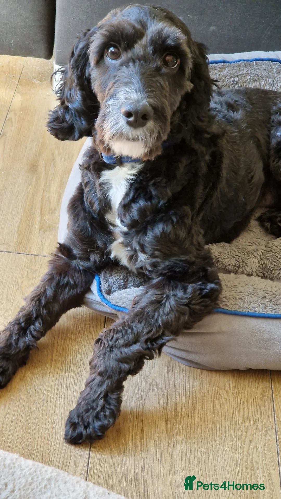 Cockapoo dogs for stud: PROVEN F1 Cockapoo for STUD in Canterbury - Advert 7