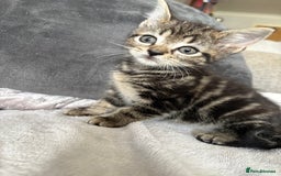 Mixed Breed cats for sale: Kittens  in Bognor Regis - Image 1