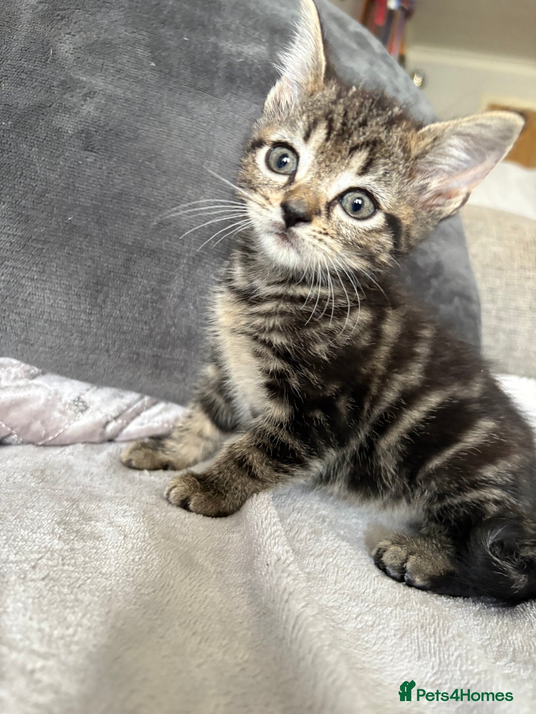 Mixed Breed cats for sale: Kittens  in Bognor Regis - Image 1