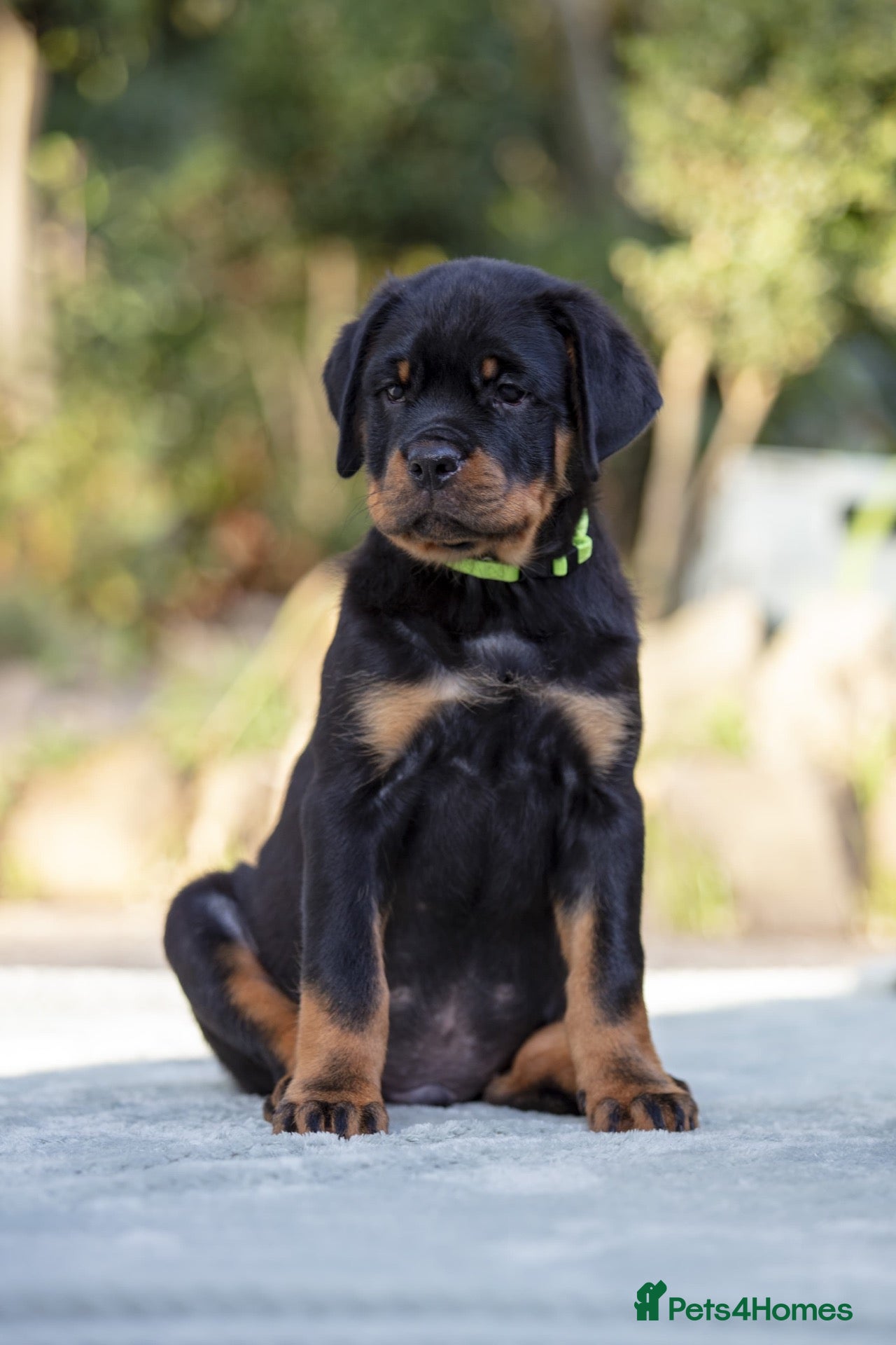 Rottweiler dogs Two Outstanding Males Ready To Leave Now - Advert 1