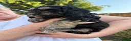 Cockapoo dogs for sale: Gorgeous phantom cockapoos!  - Advert 18