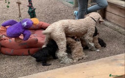 Bernedoodle dogs for sale: F1 Bernedoodle 2 Standard girls  - Image 8