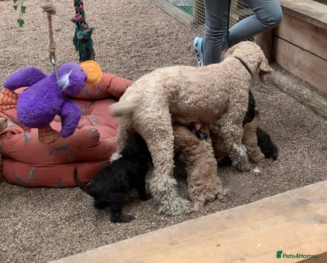 Bernedoodle dogs for sale: F1 Bernedoodle 2 Standard girls  - Image 8