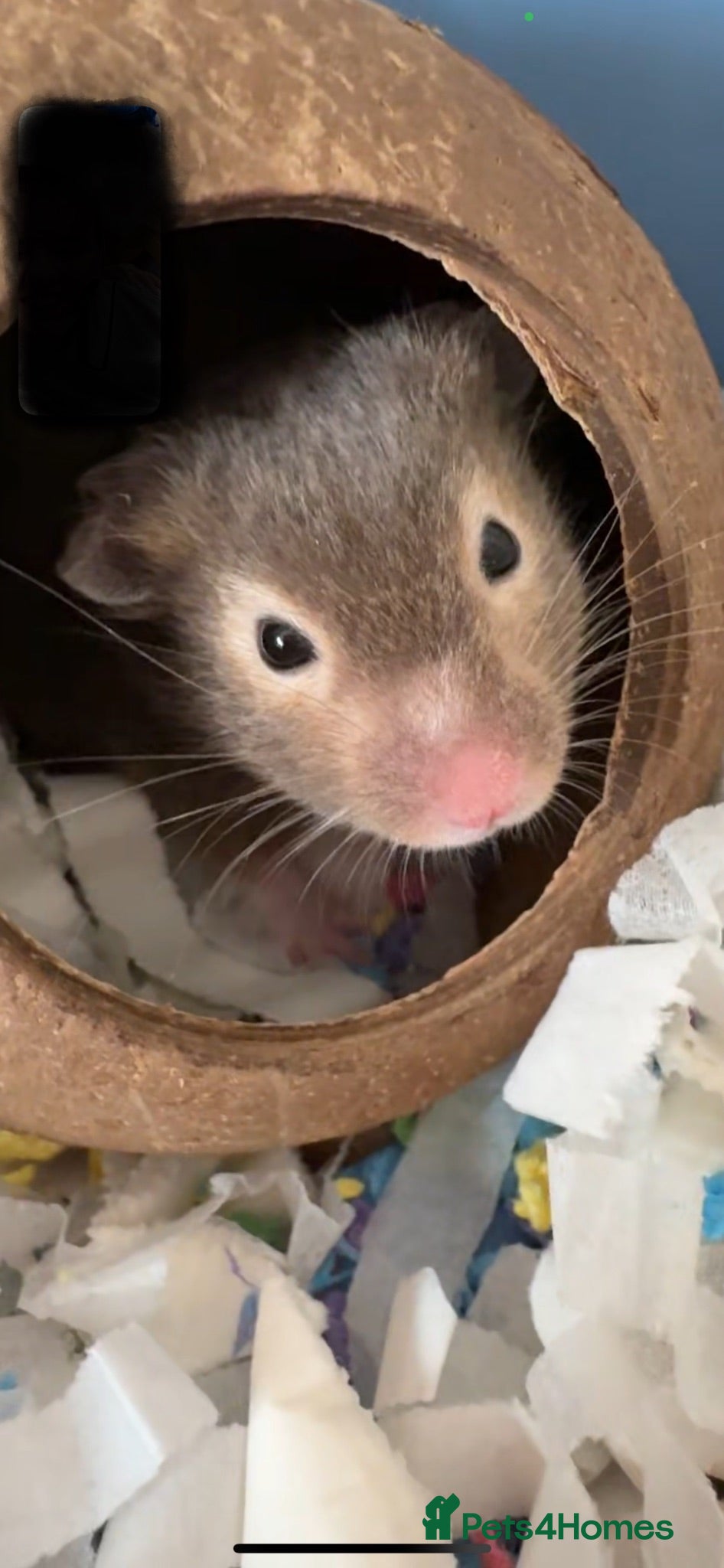 Hamster rodents Sweet little hamster  - Advert 2