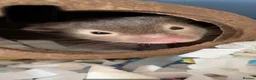 Hamster rodents for sale: Sweet little hamster  - Advert 1