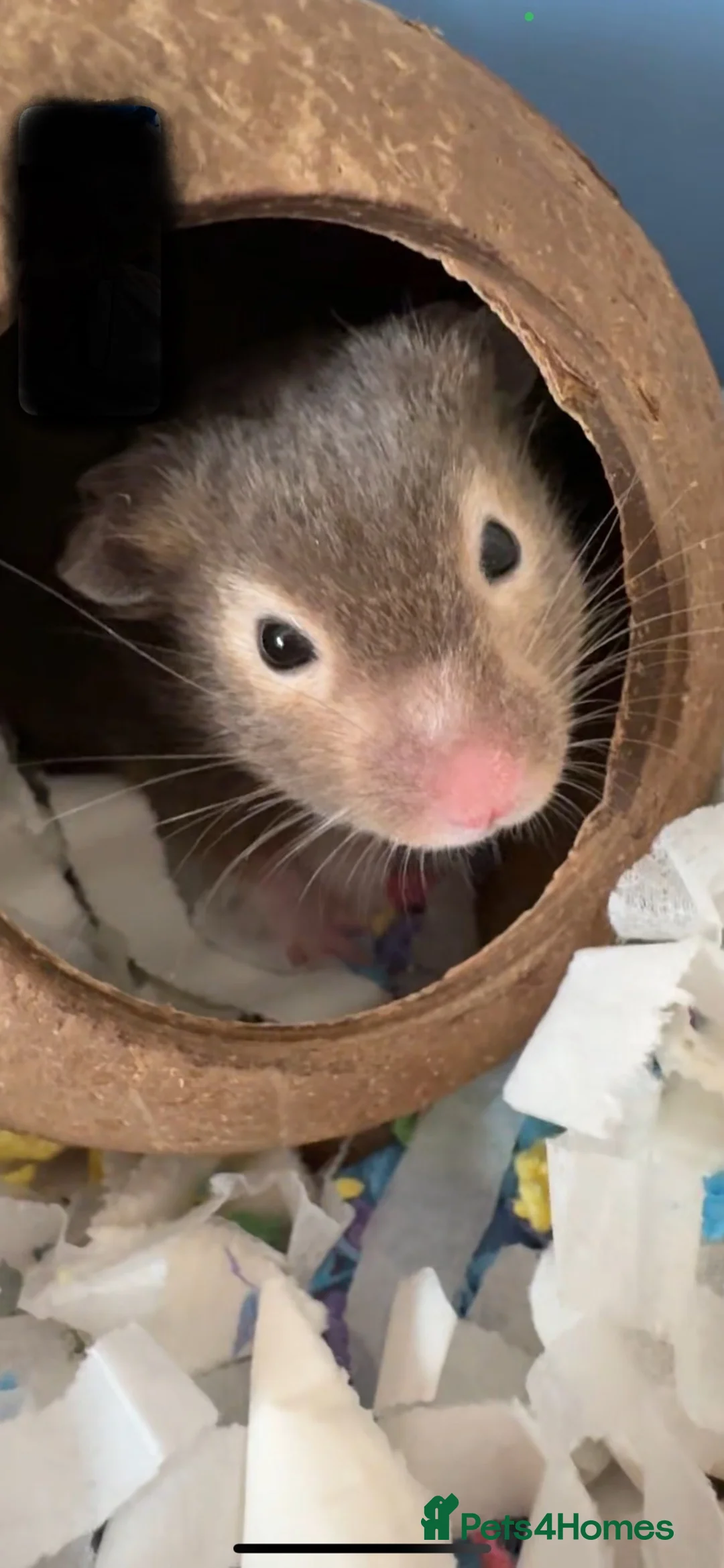 Hamster rodents for sale: Sweet little hamster  - Advert 1