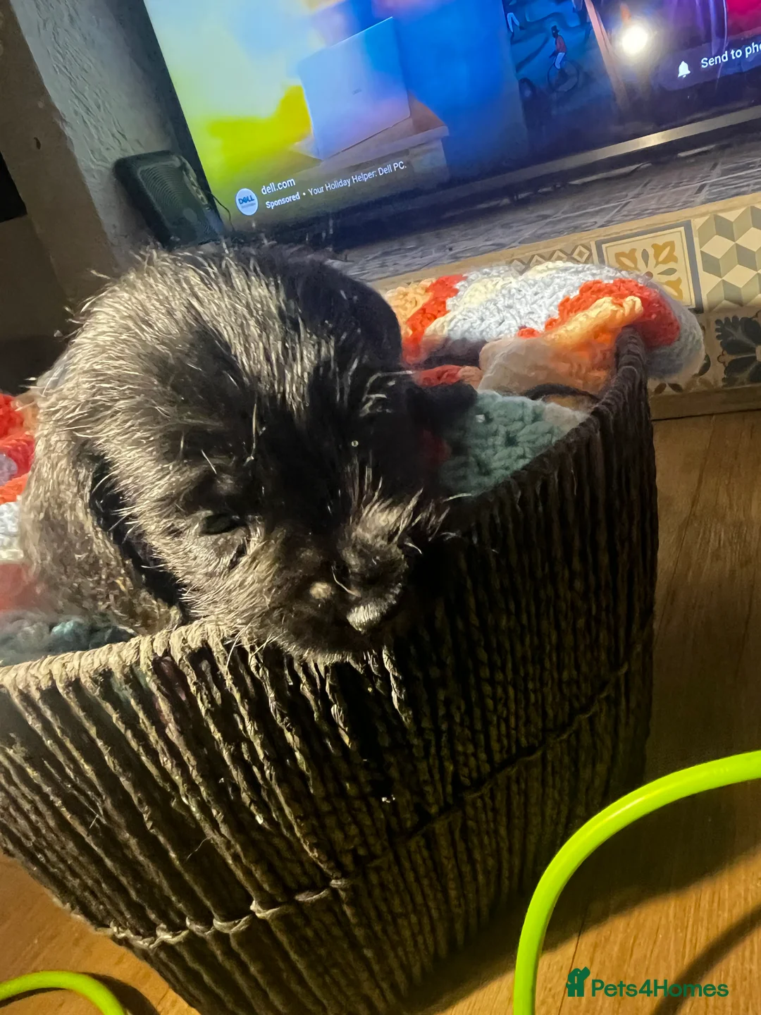 Mixed Breed dogs for sale: F2 cockapoo cross Spaniel cross  - Advert 8