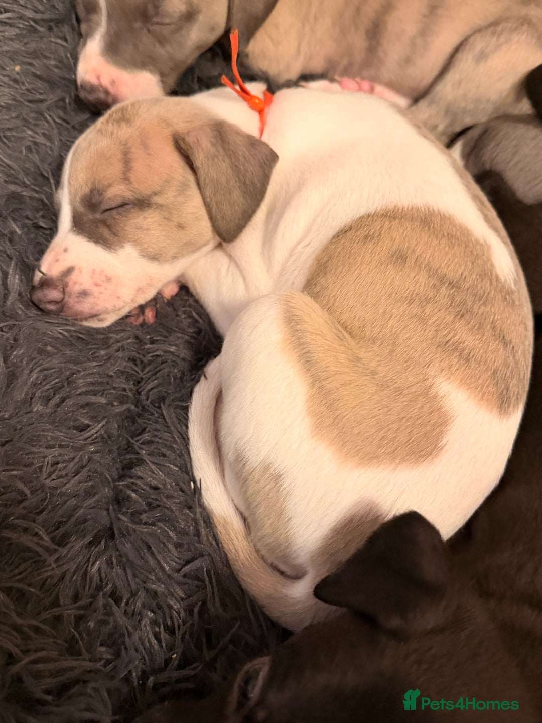 Whippet dogs for sale: KC Whippet puppies only 2 boys left  - Advert 22