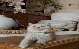 British Shorthair cats for sale: Beautiful Lilac BSH champion Line kittens - Image 33