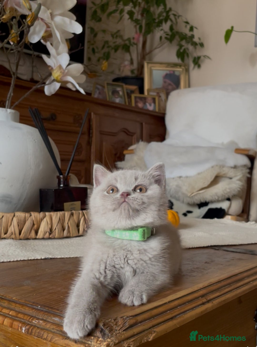 British Shorthair cats for sale: Beautiful Lilac BSH champion Line kittens - Image 33
