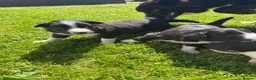 Border Collie dogs for sale: Beautiful border collie puppies  - Advert 5