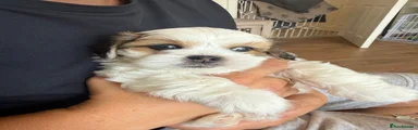 Lhasa Apso 1